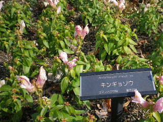2014N1