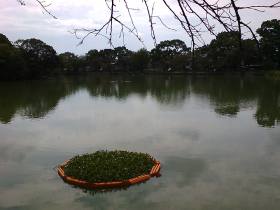 万代池公園になっています。